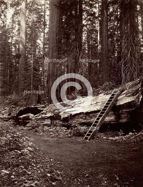 Father of the Forest, 1865-66, printed ca. 1876. Creator: Carleton Emmons Watkins.