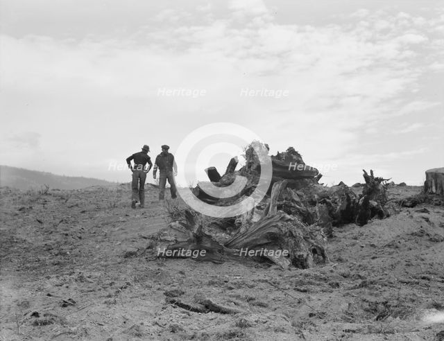 Father and son have cleared thirty acres of raw stump land in 3 years, Boundary County, Idaho, 1939. Creator: Dorothea Lange.
