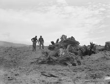 Father and son have cleared thirty acres of raw stump land in 3 years, Boundary County, Idaho, 1939. Creator: Dorothea Lange