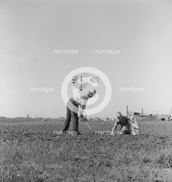 Father and son planting potatoes, outskirts of Salinas, California, 1939. Creator: Dorothea Lange.