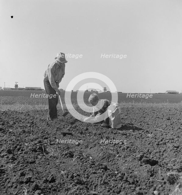 Father and son planting potatoes, outskirts of Salinas, California, 1939. Creator: Dorothea Lange.