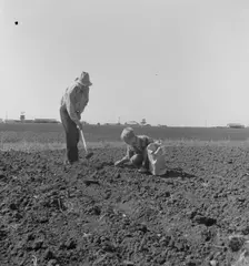 Father and son planting potatoes, outskirts of Salinas, California, 1939. Creator: Dorothea Lange