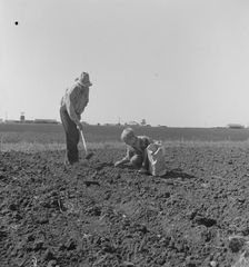 Father and son planting potatoes, outskirts of Salinas, California, 1939. Creator: Dorothea Lange
