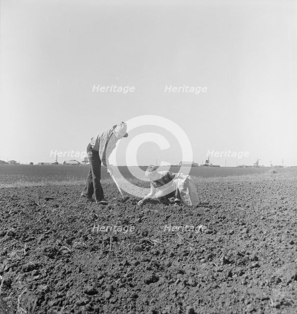 Father and son planting potatoes, outskirts of Salinas, California, 1939. Creator: Dorothea Lange.