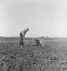 Father and son planting potatoes, outskirts of Salinas, California, 1939. Creator: Dorothea Lange