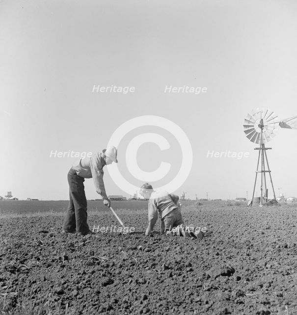 Father and son planting potatoes, outskirts of Salinas, California, 1939. Creator: Dorothea Lange.