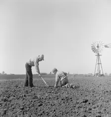 Father and son planting potatoes, outskirts of Salinas, California, 1939. Creator: Dorothea Lange