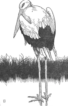 Father-Stork c1930. Artist: W Heath Robinson