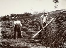Faucheurs, Somme, 1890s, (1956). Creator: Eugene Atget