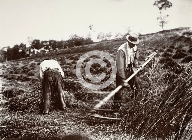 Faucheurs, Somme, 1890s, (1956). Creator: Eugene Atget.
