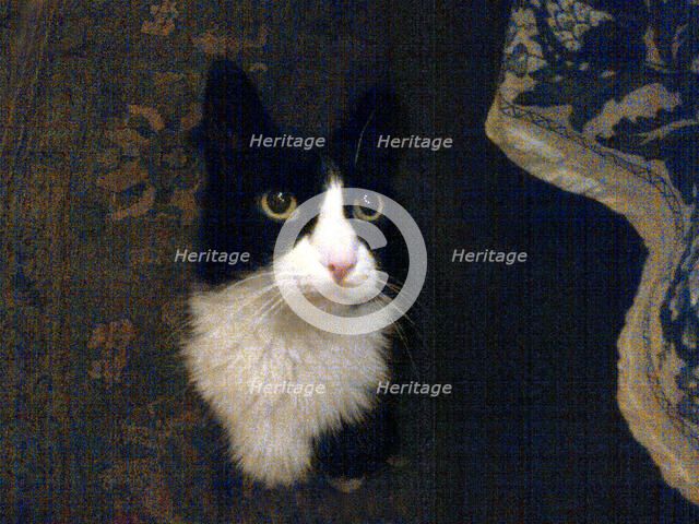 Favorite Cat . Creator: Tom Artin.