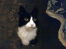 Favorite Cat . Creator: Tom Artin