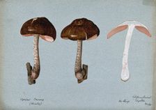 Fawn pluteus fungus (Pluteus cervinus): three fruiting bodies, one sectioned, 1904. Creator: Cecil Henry Spencer Perceval