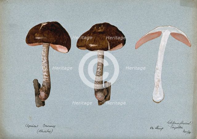Fawn pluteus fungus (Pluteus cervinus): three fruiting bodies, one sectioned, 1904. Creator: Cecil Henry Spencer Perceval.