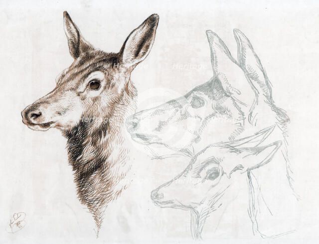 Facsimile of a drawing by Sir E Landseer, 1874.Artist: Edwin Henry Landseer