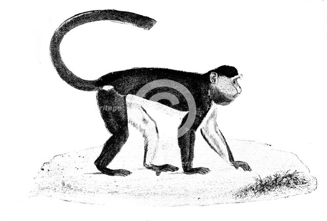 Facsimile of "Tiny," the late Mr. Frank Buckland's monkey, 1895. Creator: Unknown.