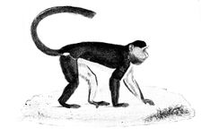 Facsimile of "Tiny," the late Mr. Frank Buckland's monkey, 1895. Creator: Unknown