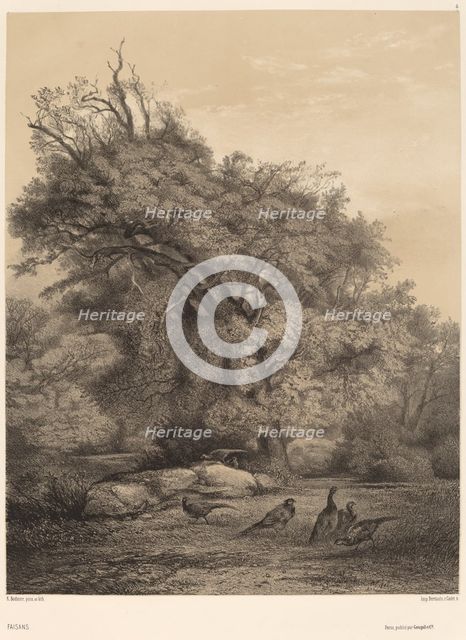 Faisans. Creator: Karl Bodmer.