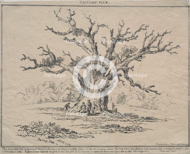 Fairlop Oak, 1811. Creator: D. H. Redman (British).