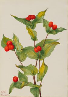 Fairy-bells (Disporum hookeri), 1933. Creator: Mary Vaux Walcott