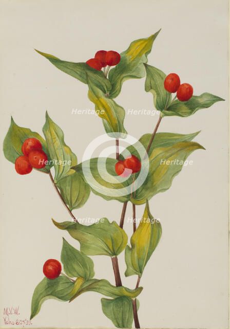 Fairy-bells (Disporum hookeri), 1933. Creator: Mary Vaux Walcott.