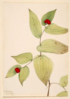 Fairy-Bells (Disporum trachycarpum), 1919. Creator: Mary Vaux Walcott