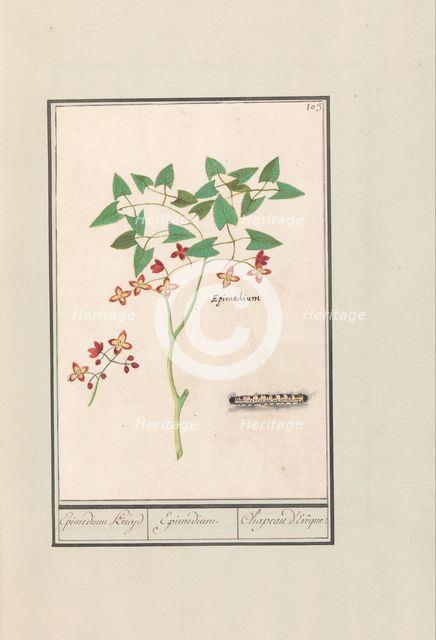 Fairy flower (Epimedium alpinum), 1596-1610. Creators: Anselmus de Boodt, Elias Verhulst.