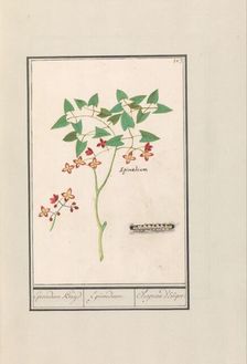 Fairy flower (Epimedium alpinum), 1596-1610. Creators: Anselmus de Boodt, Elias Verhulst
