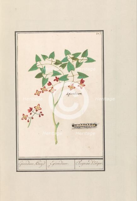 Fairy flower (Epimedium alpinum), 1596-1610. Creators: Anselmus de Boodt, Elias Verhulst.