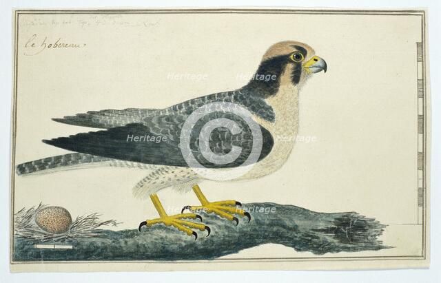 Falco biarmicus (Lanner falcon), 1777-1786. Creator: Robert Jacob Gordon.