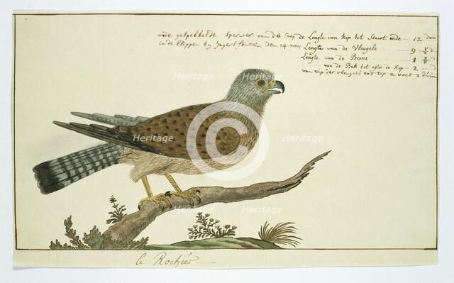 Falco tinnunculus (Common kestrel), 1778. Creator: Robert Jacob Gordon.