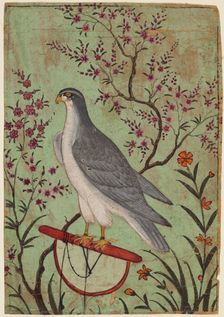 Falcon on a Perch, c. 1610. Creator: Unknown