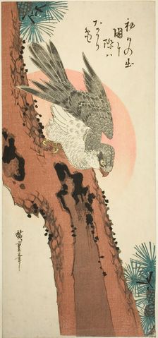 Falcon on a Pine Tree with the Rising Sun, c. 1835. Creator: Ando Hiroshige