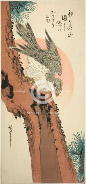 Falcon on a Pine Tree with the Rising Sun, c. 1835. Creator: Ando Hiroshige.