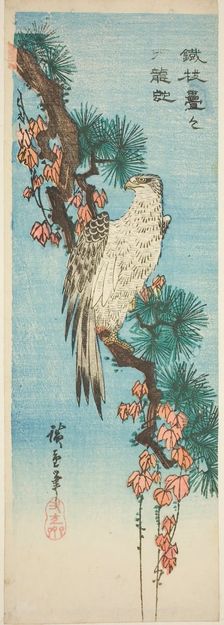 Falcon on ivy-covered pine branch, 1830s. Creator: Ando Hiroshige