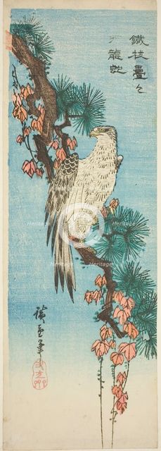 Falcon on ivy-covered pine branch, 1830s. Creator: Ando Hiroshige.