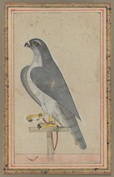 Falcon, c. 1770. Creator: Unknown