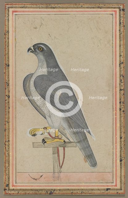 Falcon, c. 1770. Creator: Unknown.