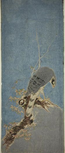 Falcon Perched on a Tree, c. 1785. Creator: Isoda Koryusai