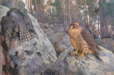Falcons in the Forest, 1895. Creator: Eero Jarnefelt