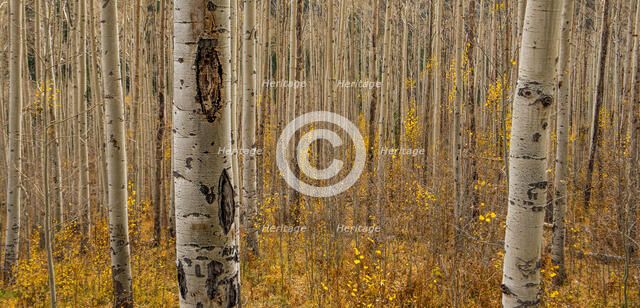Fall in the Birch Forest. Creator: Dorte Verner.