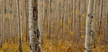 Fall in the Birch Forest. Creator: Dorte Verner