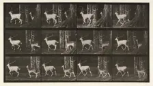 Fallow deer, 1872-1885. Creator: Eadweard J Muybridge