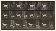 Fallow deer, 1872-1885. Creator: Eadweard J Muybridge