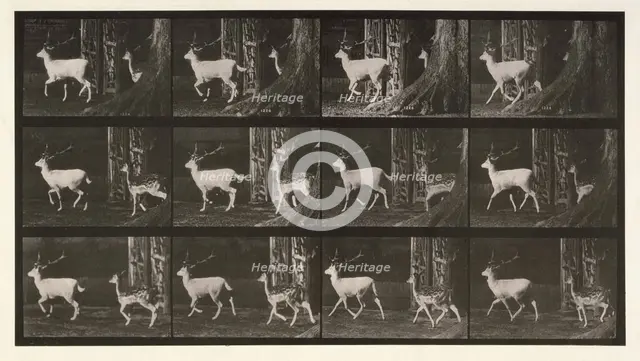 Fallow deer, 1872-1885.  Creator: Eadweard J Muybridge.