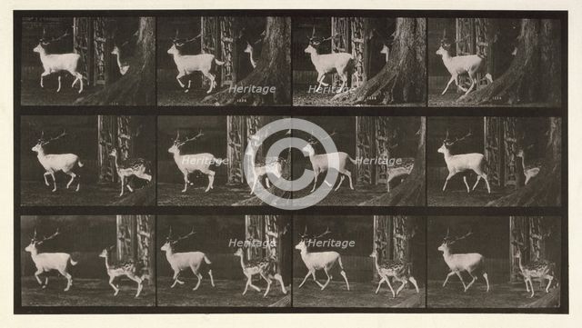 Fallow deer, 1872-1885.  Creator: Eadweard J Muybridge.
