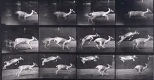 Fallow deer, 1872-1885. Creator: Eadweard J Muybridge