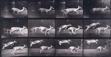 Fallow deer, 1872-1885. Creator: Eadweard J Muybridge
