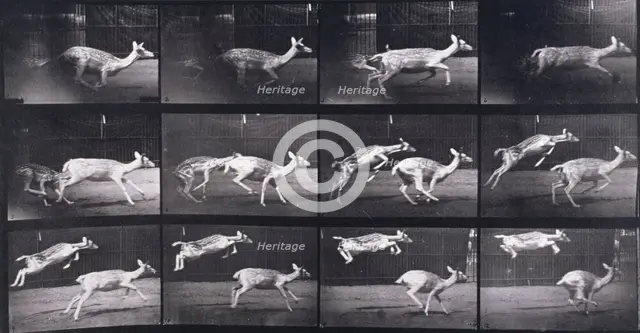 Fallow deer, 1872-1885.  Creator: Eadweard J Muybridge.