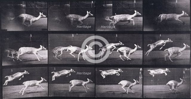 Fallow deer, 1872-1885.  Creator: Eadweard J Muybridge.